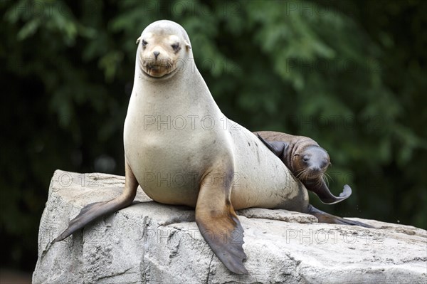 California sea lion (Zalophus californianus), Two sea lions interacting affectionately on a rock