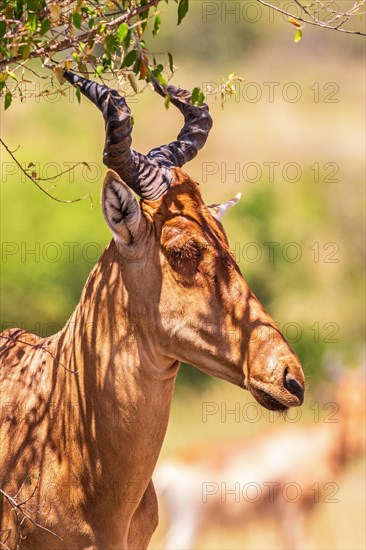 Hartebeest (Alcelaphus buselaphus) in the shade of a bush on the savanna in Africa, Maasai mara national reserv, Kenya, Africa