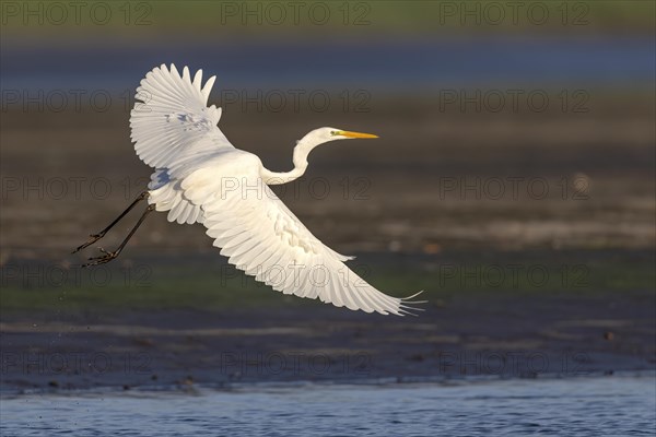 Great egret (Egretta alba), flying over a draining fish pond in search of food, Lusatia, Saxony, Germany, Europe