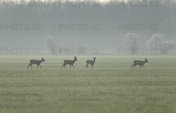 European roe deers (Capreolus capreolus) running across a field, wildlife, Thuringia, Germany, Europe