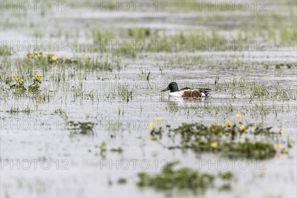 Northern Shoveler (Spatula clypeata), Lower Saxony, Germany, Europe