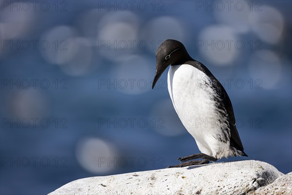 Common guillemot (Uria aalge) walking on white rock, Hornoya Island, Vardo, Varanger, Finnmark, Norway, Europe