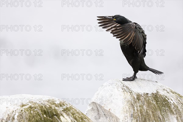 Common shag (Phalacrocorax aristotelis) flapping its wings, Hornoya Island, Vardo, Varanger, Finnmark, Norway, Europe