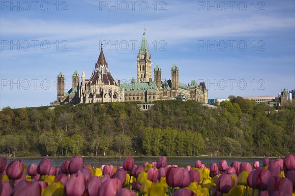 Bed of pink and yellow Tulipa, Tulips plus Canadian Parliament buildings and Ottawa river in spring, Ottawa, Ontario, Canada, North America