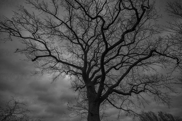 Dramatic, ghostly, oak tree (Quercus) silhouetted against the rainy sky, Mecklenburg-Vorpommern, Germany, Europe