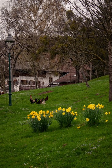 Daffodils (Narcissus) blooming in a meadow with chickens, Neubeuern, Germany, Europe