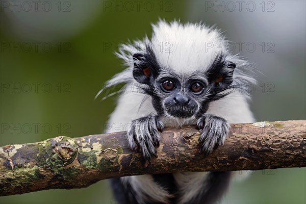 Pied Tamarin holding tree branch. KI generiert, generiert, AI generated