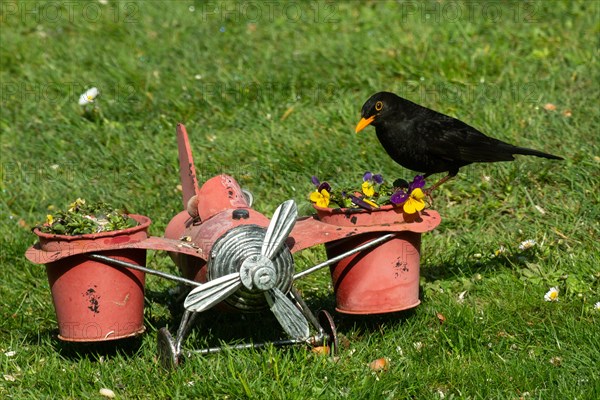 Male blackbird on aeroplane with flower pots standing in green grass looking left