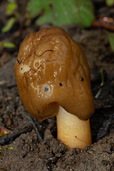 Foxglove verpel fruiting body with light brown wrinkled caps and stalk in soil