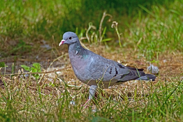 Stock Dove (Columba oenas)