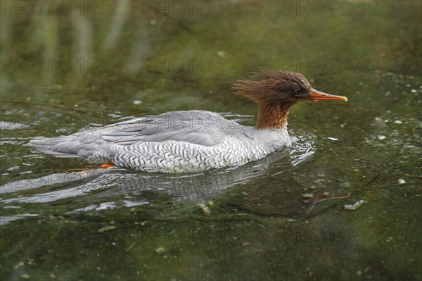 Scaly-sided merganser (Mergus squamatus), Merganser