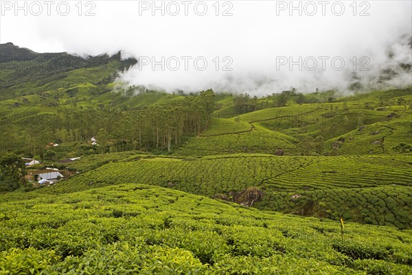 Green hilly landscape with tea plantations in the clouds, Munnar, Kerala, India, Asia