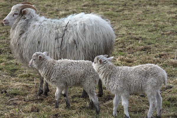 Horned moorland sheep (Ovis aries) with their lambs on the pasture, Mecklenburg-Western Pomerania, Germany, Europe