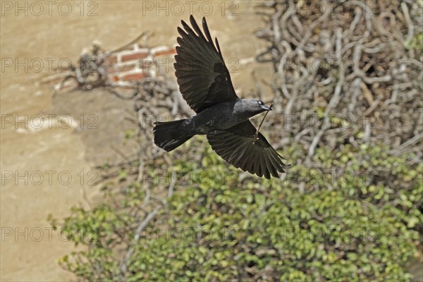 Western jackdaw (Corvus monedula), flying