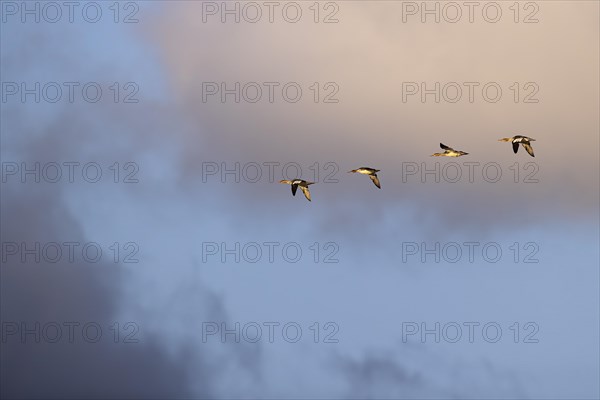 Red-breasted Merganser (Mergus serrator), small flock in flight, Laanemaa, Estonia, Europe