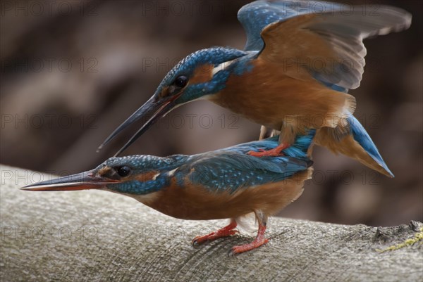 Common kingfisher (Alcedo atthis) Copula on a transverse beech trunk, North Rhine-Westphalia, Germany, Europe