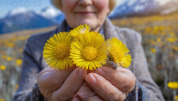 Portrait of an elderly woman holding a bunch of coltsfoot flowers in front of a mountain, medicinal plant coltsfoot, Tussilago farfara, KI generated, AI generated