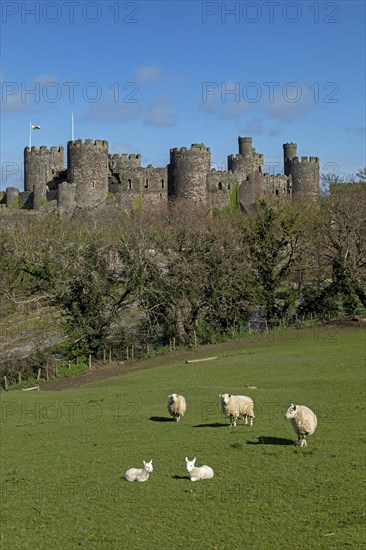 Sheep, lambs, castle, Conwy, Wales, Great Britain