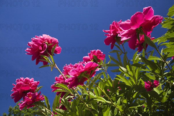 Close-up and underside view of pink perennial herbaceous Paeonia, Peony flowers against blue sky in late spring, Quebec, Canada, North America