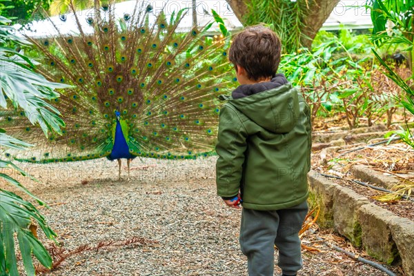 A boy looking at an open male Indian peacock because he is in heat looking for females