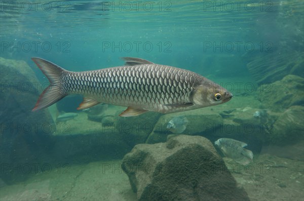 Hoven's carp (Leptobarbus hoevenii), occurring in Southeast Asia, captive