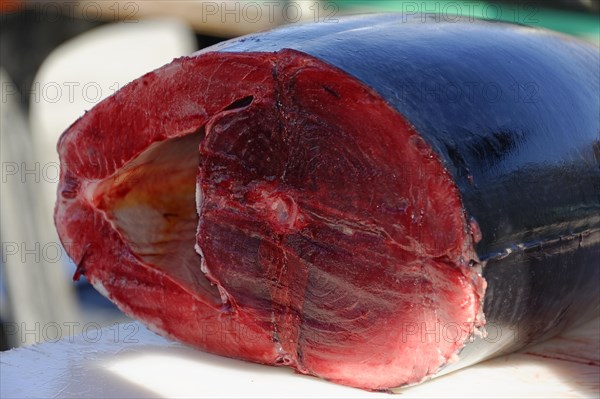 Tuna Thunnus obesus, fish sale at the fish market at the old harbour, Vieux Port, Marseille, Large piece of fresh raw tuna at a market, Marseille, Departement Bouches-du-Rhone, Region Provence-Alpes-Cote d'Azur, France, Europe