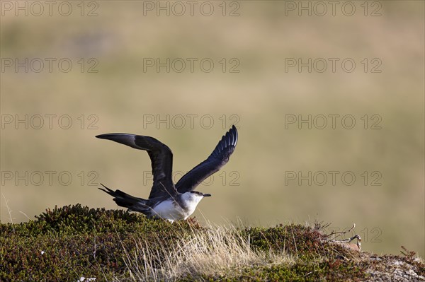 Arctic skua (Stercorarius parasiticus) lifts its wings, Varanger, Finnmark, Norway, Europe