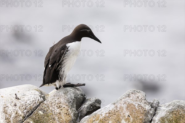 Common guillemot (Uria aalge) walking on rocks, Hornoya Island, Vardo, Varanger, Finnmark, Norway, Europe