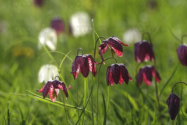 Enchanting chequerboard flowers, April, Germany, Europe