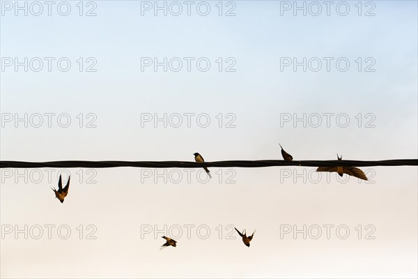 Swallows flying, power line, flock of birds, migratory birds, Lake Kerkini, Lake Kerkini, Central Macedonia, Greece, Europe