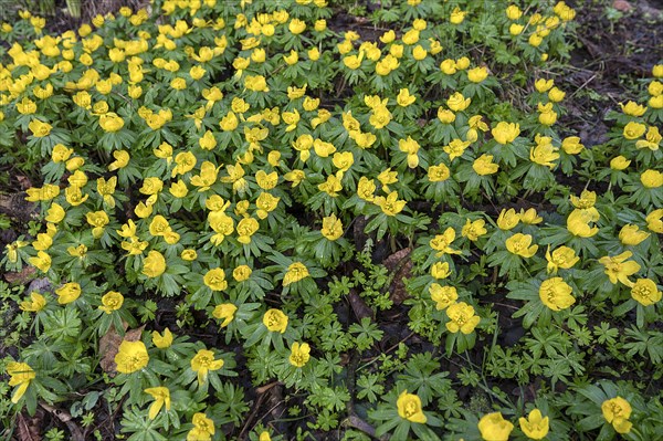 Blooming winter aconites (Eranthi) with raindrops in a park, Mecklenburg-Vorpommern, Germany, Europe