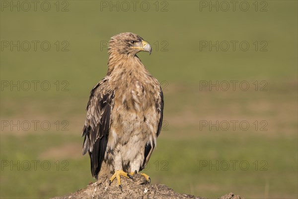 Juvenile Iberian Eagle, Spanish Imperial Eagle (Aquila adalberti) and european magpie (Pica pica), Extremadura, Castilla La Mancha, Spain, Europe