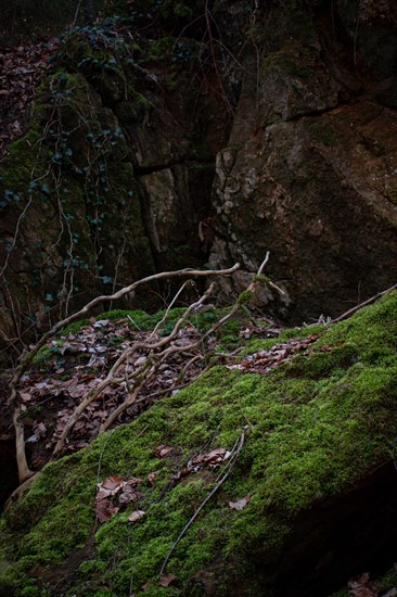 Moss-covered stone in a dark forest, Neubeuern, Germany, Europe