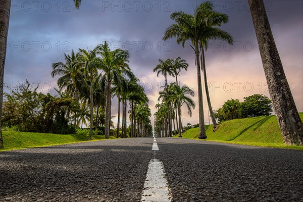 The famous palm avenue l'Allee Dumanoir. Landscape shot from the centre of the street into the avenue. Taken during a fantastic sunset. Grand Terre, Guadeloupe, Caribbean, North America