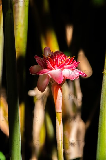 Jardin Botaniqu de Deshaies, botanical garden with flora and fauna in Guadeloupe, Caribbean, French Antilles