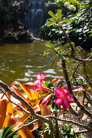 Jardin Botaniqu de Deshaies, botanical garden with flora and fauna in Guadeloupe, Caribbean, French Antilles