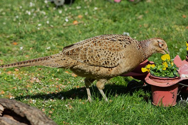 Female pheasant with open beak standing next to aeroplane with flower pots in green grass feeding on the right