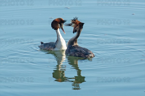 Great crested grebe two adult birds in water with mirror image courtship swimming next to each other facing each other