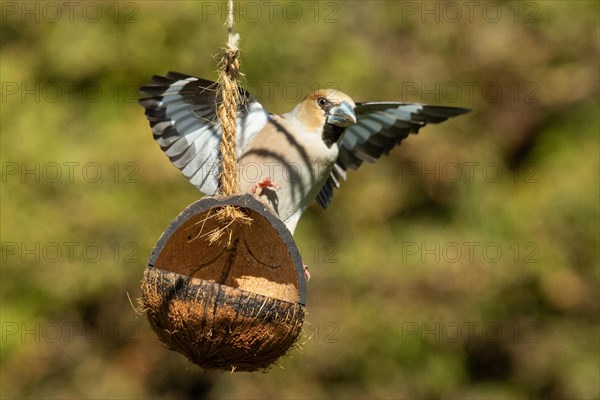 Hawfinch male with open wings sitting on food dish looking from the front