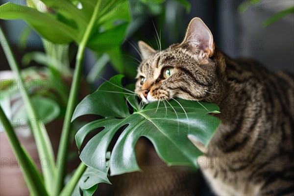 Curious cat trying to eat tropical Monstera houseplant. KI generiert, generiert, AI generated