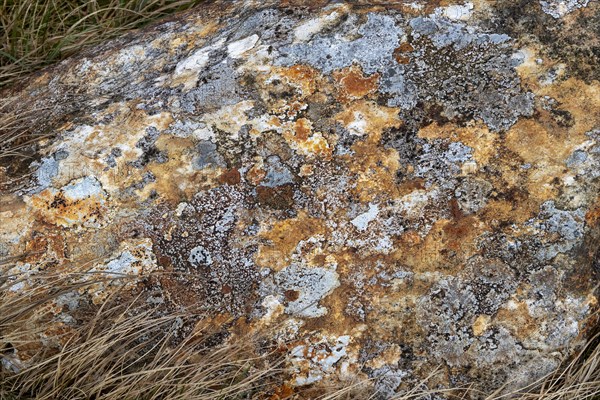 Lichens and fungi on stone, Snowdonia National Park near Pont Pen-y-benglog, Bethesda, Bangor, Wales, Great Britain