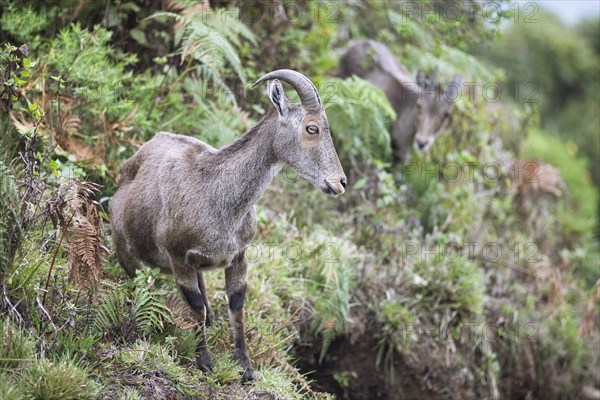 Nilgiri tahr (Nilgiritragus hylocrius, until 2005 Hemitragus hylocrius) or endemic goat species in Eravikulam National Park, Kannan Devan Hills, Munnar, Kerala, India, Asia