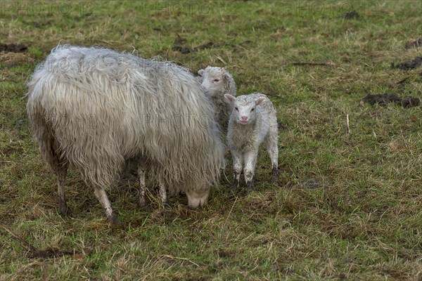 Moorland sheep (Ovis aries) with their lambs on the pasture, Mecklenburg-Western Pomerania, Germany, Europe