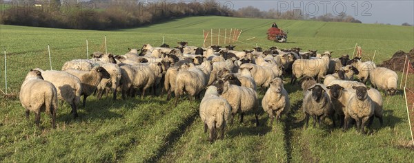 Black-headed domestic sheep (Ovis gmelini aries) waiting in the pen for the new pasture, behind preparation for pasture fencing, Mecklenburg-Western Pomerania, Germany, Europe