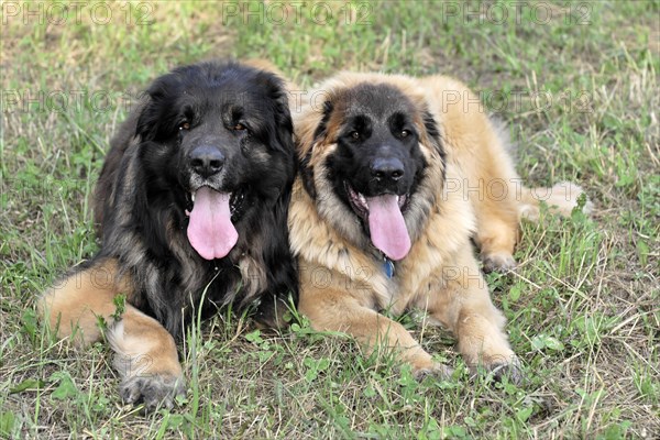 Leonberger dogs, Two Leonberger dogs lie next to each other in the grass and look into the camera, Leonberger dog, Schwaebisch Gmuend, Baden-Wuerttemberg, Germany, Europe