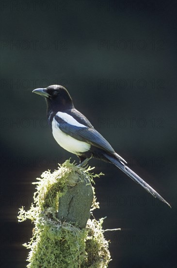 European magpie (Pica Pica)