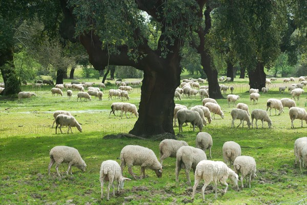 Cork oaks (Quercus suber), cork oak forest with flock of sheep, Extremadura, Spain, Europe