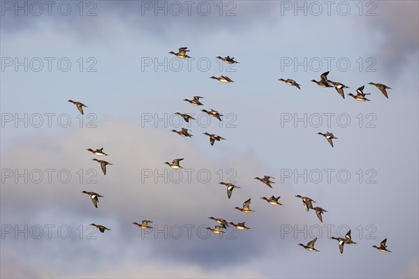 Eurasian wigeon (Anas penelope), small flock in flight, Laanemaa, Estonia, Europe