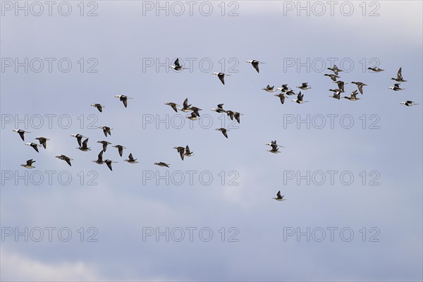 Long-tailed duck (Clangula hyemalis), small flock in flight, Laanemaa, Estonia, Europe