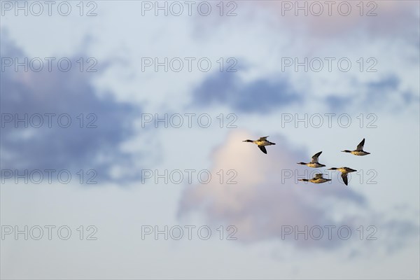 Red-breasted Merganser (Mergus serrator), small flock in flight, Laanemaa, Estonia, Europe